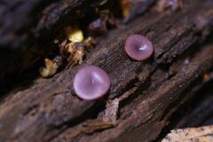 Ascocoryne cylichnium