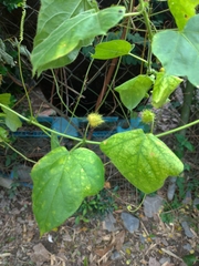 Passiflora vesicaria