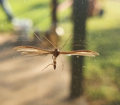 Pterophorinae