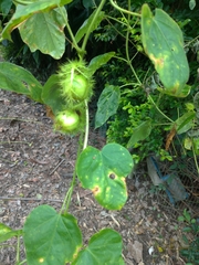 Passiflora vesicaria