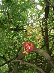 Kigelia africana africana