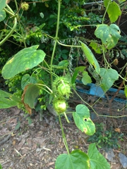 Passiflora vesicaria