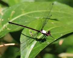 Austroargiolestes chrysoides