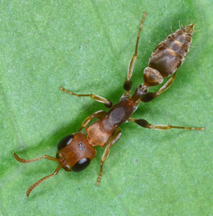Pseudomyrmex tenuis