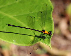 Austroargiolestes chrysoides