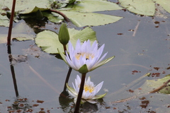 Nymphaea nouchali caerulea