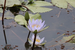 Nymphaea nouchali caerulea