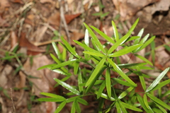 Asparagus falcatus
