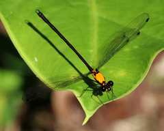 Austroargiolestes chrysoides