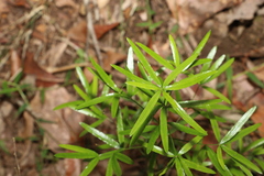 Asparagus falcatus