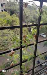 Cardiospermum halicacabum