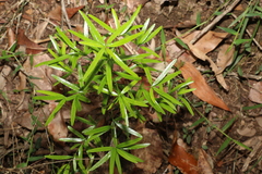 Asparagus falcatus