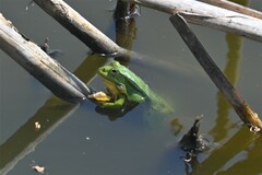 Pelophylax lessonae
