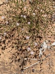 Brachyscome ciliaris