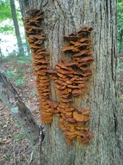 Gloeophyllales