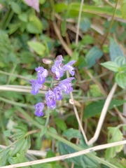 Salvia japonica