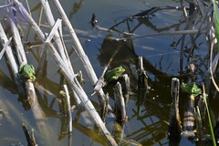 Pelophylax lessonae