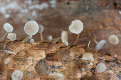 Strobilurus conigenus