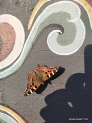 Aglais caschmirensis