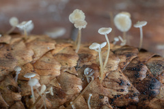 Strobilurus conigenus