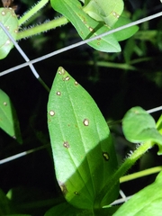 Cercospora
