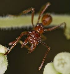 Ectatomma tuberculatum