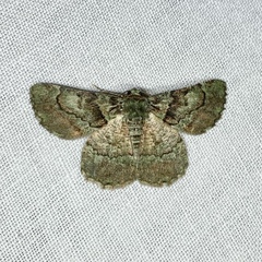 Aeolochroma turneri