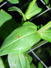 Cercospora