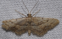 Idaea fractilineata