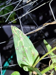 Cercospora