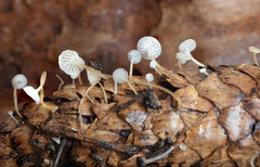 Strobilurus conigenus