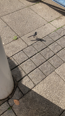 Motacilla alba yarrellii