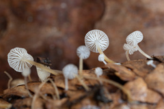 Strobilurus conigenus