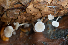 Strobilurus conigenus