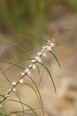 Hakea ulicina