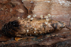 Strobilurus conigenus