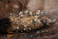 Strobilurus conigenus