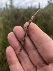 Rhynchospora inexpansa