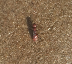 Polyergus rufescens