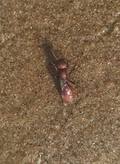 Polyergus rufescens