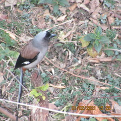 Dendrocitta formosae