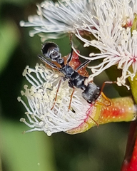 Myrmecia pilosula