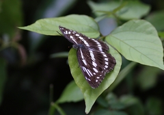 Limenitis sulpitia