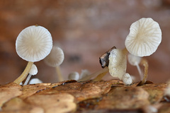 Strobilurus conigenus