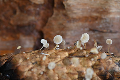 Strobilurus conigenus