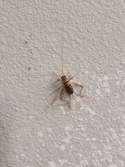 Gryllodes sigillatus