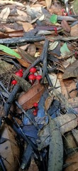 Cruentomycena viscidocruenta