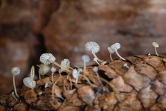 Strobilurus conigenus