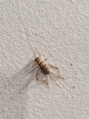 Gryllodes sigillatus
