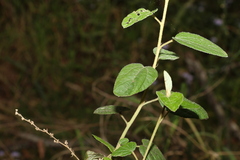 Sida hackettiana